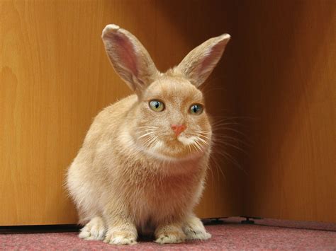 cawbit|CABBITS .